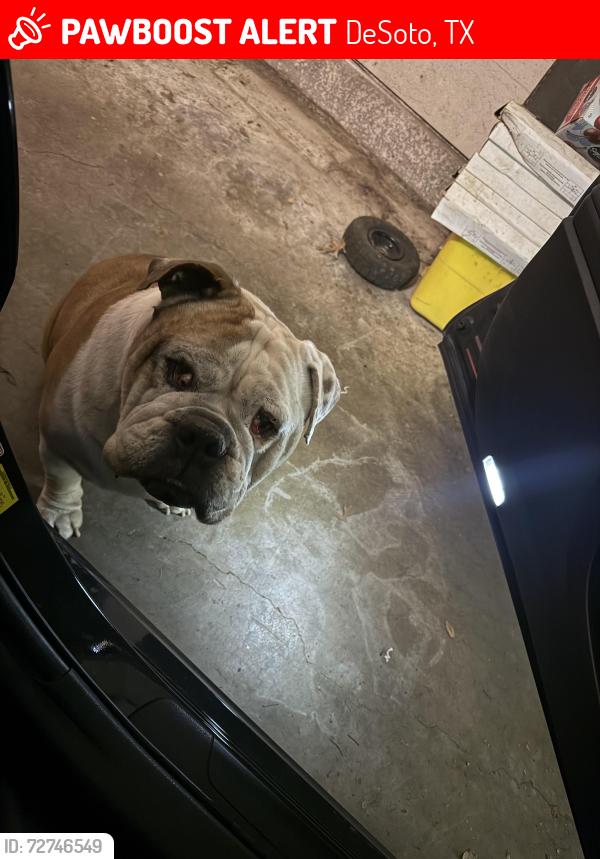 Lost Male Dog last seen Hampton , DeSoto, TX 75115