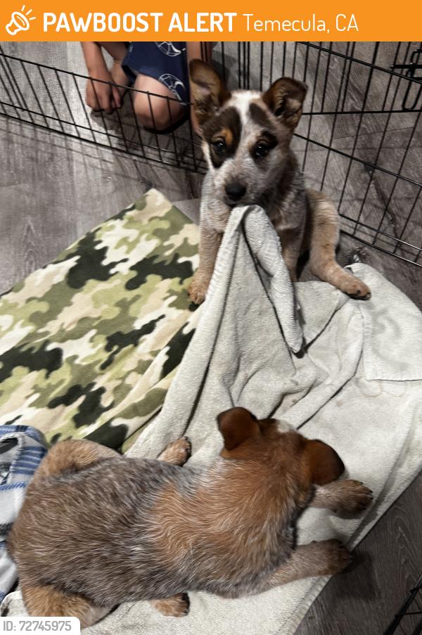 Found/Stray Unknown Dog last seen Wine country , Temecula, CA 92590