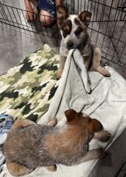 Found/Stray Unknown Dog last seen Wine country , Temecula, CA 92590