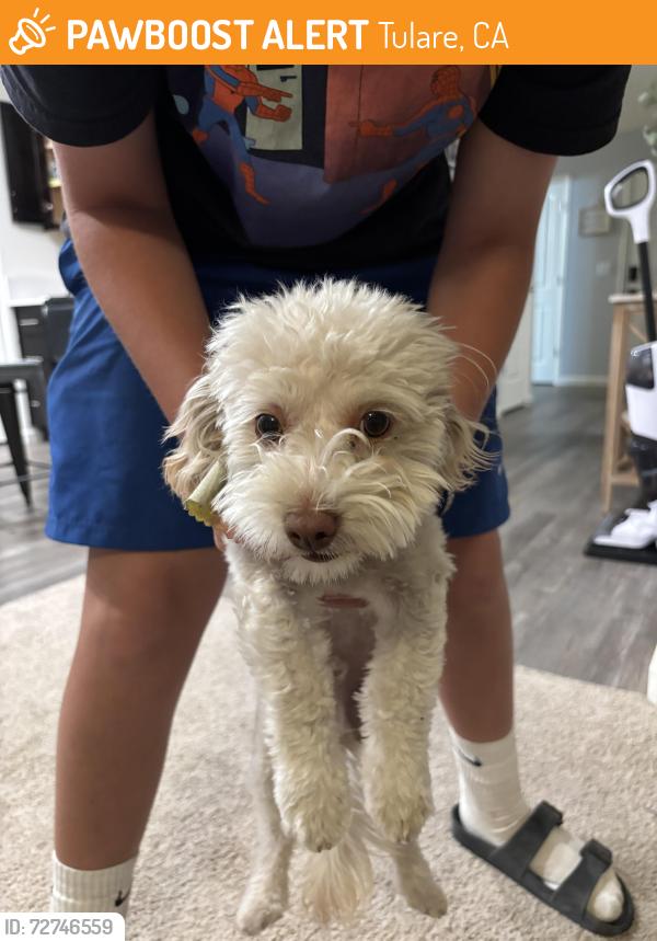 Found/Stray Male Dog last seen DR Horton / Santa Fe Trail s, Tulare, CA 93274