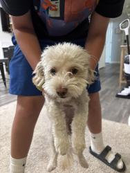 Found/Stray Male Dog last seen DR Horton / Santa Fe Trail s, Tulare, CA 93274