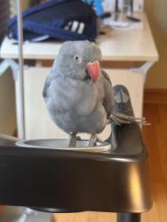 Lost Female Bird last seen Ashland/higgins, Park Ridge, IL 60068