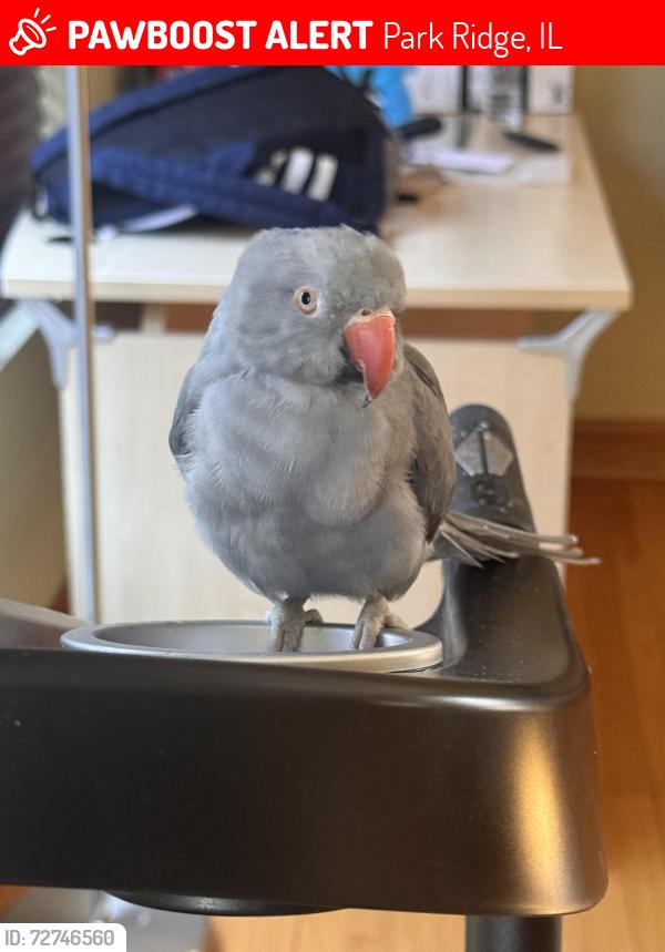 Lost Female Bird last seen Ashland/higgins, Park Ridge, IL 60068
