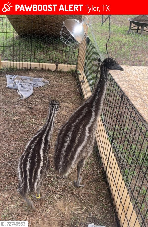 Lost Male Bird last seen CR 45 Tyler TX, Tyler, TX 75704
