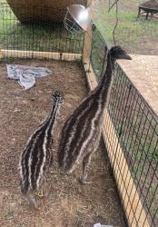Lost Male Bird last seen CR 45 Tyler TX, Tyler, TX 75704