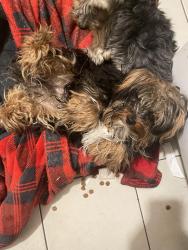 Lost Male Dog last seen Cadwell and Amar, in between the alley, La Puente, CA 91744