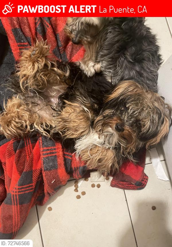 Lost Male Dog last seen Cadwell and Amar, in between the alley, La Puente, CA 91744