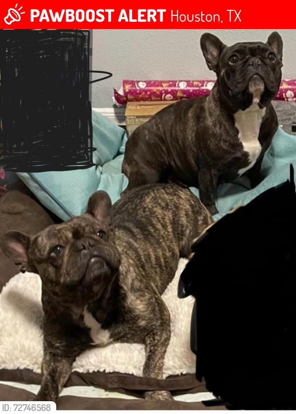 Lost Unknown Dog last seen Blackhawk and Scarsdale or Blackhawk and Dixie Farm Rd, Houston, TX 77089
