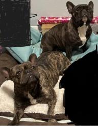 Lost Unknown Dog last seen Blackhawk and Scarsdale or Blackhawk and Dixie Farm Rd, Houston, TX 77089