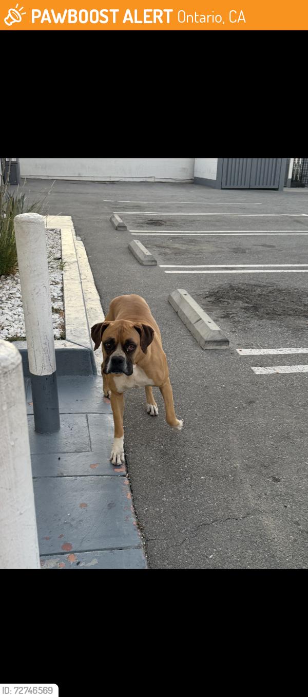 Found/Stray Male Dog last seen Monterey , Ontario, CA 91764