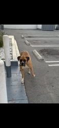 Found/Stray Male Dog last seen Monterey , Ontario, CA 91764