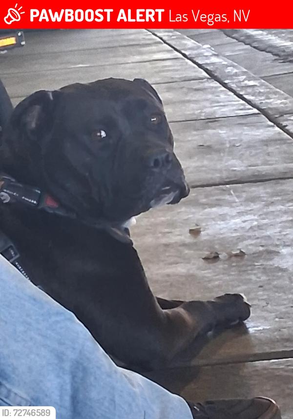 Lost Female Dog last seen Rescue mission bonanza & city parkway, Las Vegas, NV 89106