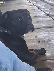 Lost Female Dog last seen Rescue mission bonanza & city parkway, Las Vegas, NV 89106
