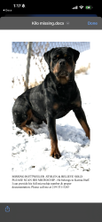 Lost Male Dog last seen Memory lanes mobile , Sturgis, MI 49091