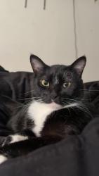 Lost Male Cat last seen Peace Street and Pringle Rd, Salem, OR 97302