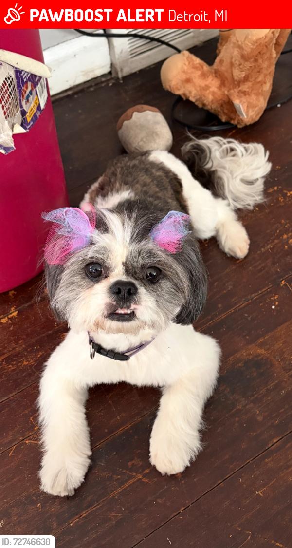 Lost Female Dog last seen Mansfield & Tireman , Detroit, MI 48227