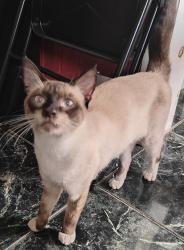 Lost Male Cat last seen Chase street, Los Angeles, CA 91402