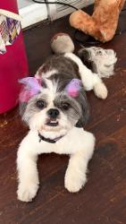 Lost Female Dog last seen Mansfield & Tireman , Detroit, MI 48227