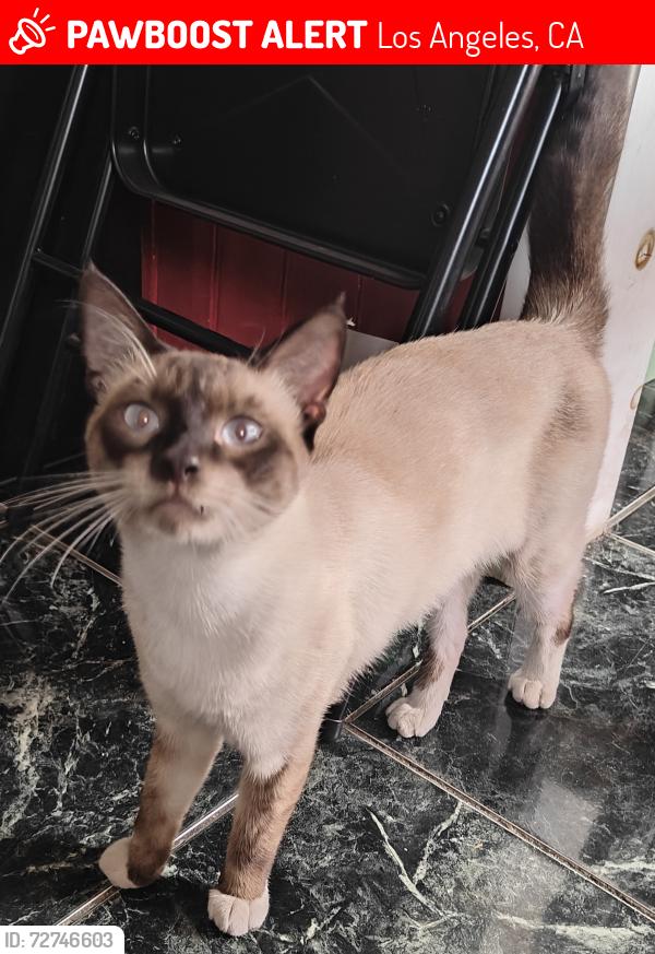 Lost Male Cat last seen Chase street, Los Angeles, CA 91402