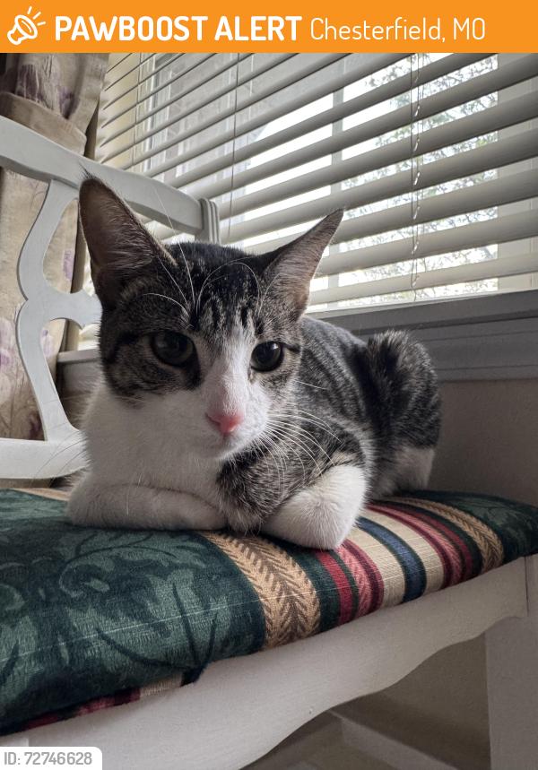 Found/Stray Female Cat last seen Nooning tree subdivision , Chesterfield, MO 63017