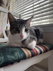 Found/Stray Female Cat last seen Nooning tree subdivision , Chesterfield, MO 63017