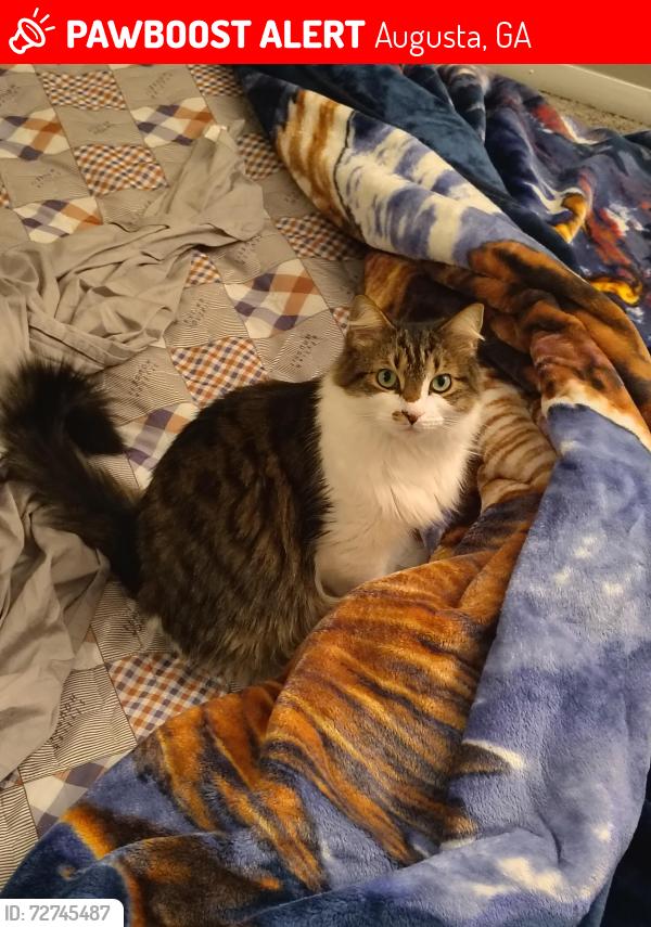 Lost Female Cat last seen Near Walton way ext, Augusta, GA 30907