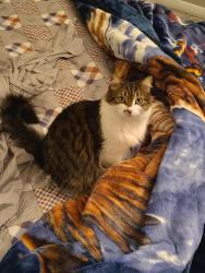 Lost Female Cat last seen Near Walton way ext, Augusta, GA 30907