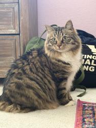 Lost Female Cat last seen Rangeland Parkway and Lorraine rd, Bradenton, FL 34211