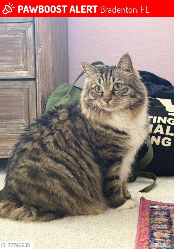 Lost Female Cat last seen Rangeland Parkway and Lorraine rd, Bradenton, FL 34211
