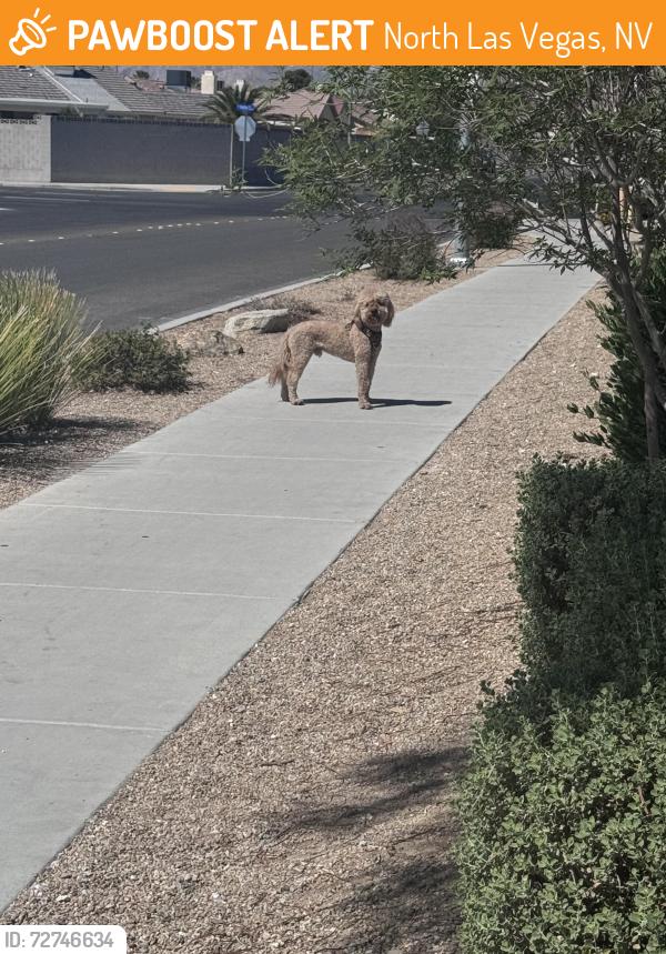 Found/Stray Male Dog last seen Valley and Lone mountain , North Las Vegas, NV 89031