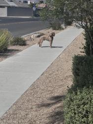 Found/Stray Male Dog last seen Valley and Lone mountain , North Las Vegas, NV 89031