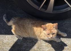 Found/Stray Unknown Cat last seen Inside Brightside ests in parking lot , Baton Rouge, LA 70820