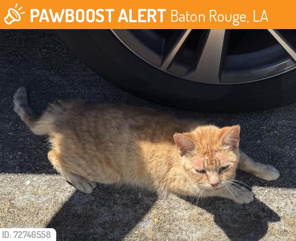 Found/Stray Unknown Cat last seen Inside Brightside ests in parking lot , Baton Rouge, LA 70820