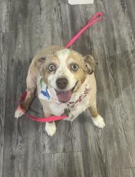 Lost Female Dog last seen Milam elementary , Odessa, TX 79761