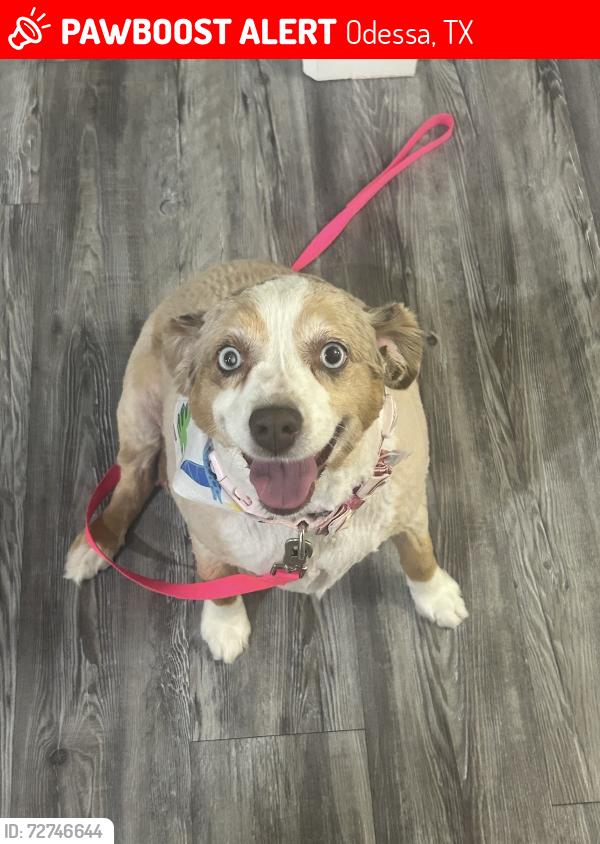 Lost Female Dog last seen Milam elementary , Odessa, TX 79761
