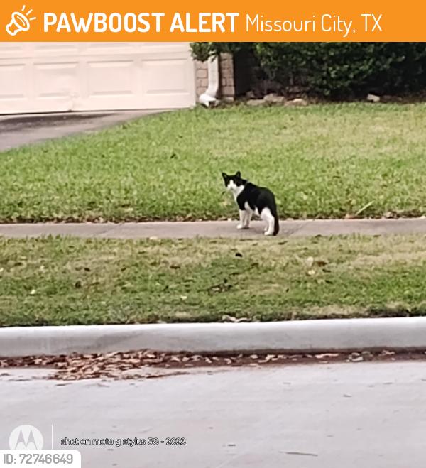 Found/Stray Unknown Cat last seen Hunters Glen and Hilton Head Dr , Missouri City, TX 77459