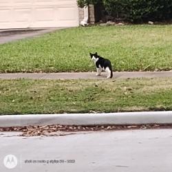 Found/Stray Unknown Cat last seen Hunters Glen and Hilton Head Dr , Missouri City, TX 77459