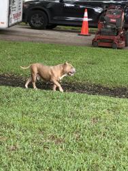 Found/Stray Male Dog last seen 94th and 5th, Miami Shores, FL 33138