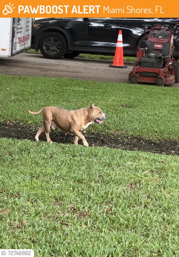 Found/Stray Male Dog last seen 94th and 5th, Miami Shores, FL 33138