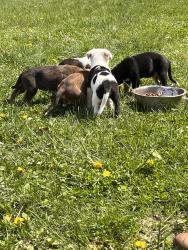 Found/Stray Female Dog last seen 49th street, Independence, MO 64055