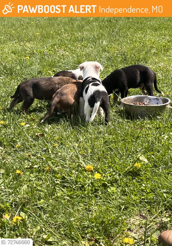 Found/Stray Female Dog last seen 49th street, Independence, MO 64055