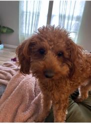 Lost Male Dog last seen Home2  Hilton hotel , Brownsburg, IN 46112