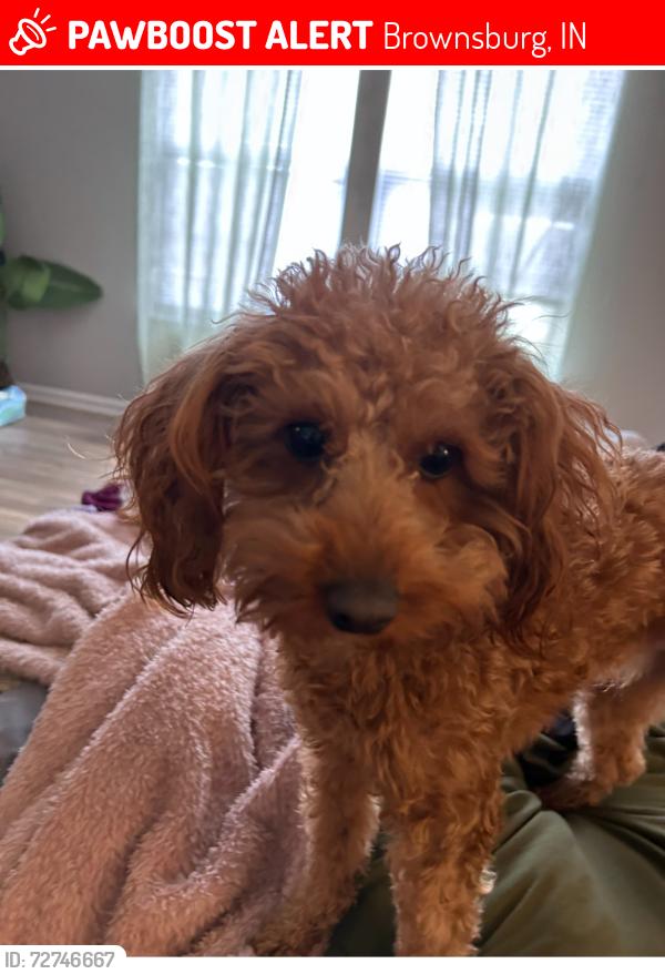 Lost Male Dog last seen Home2  Hilton hotel , Brownsburg, IN 46112