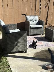 Found/Stray Female Dog last seen J street modest ca, Modesto, CA 95354