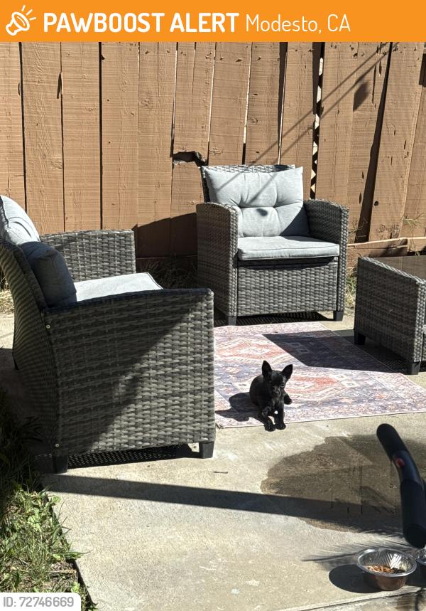 Found/Stray Female Dog last seen J street modest ca, Modesto, CA 95354