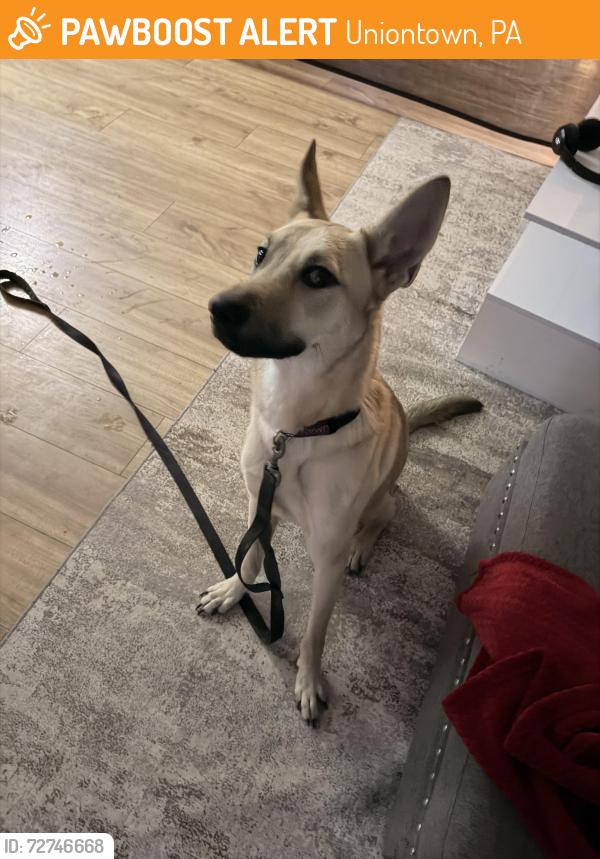Found/Stray Male Dog last seen Lincoln st. , Uniontown, PA 15401