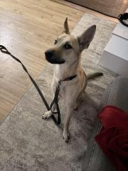Found/Stray Male Dog last seen Lincoln st. , Uniontown, PA 15401