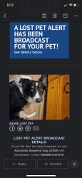 Lost Male Dog last seen Bonanza and Main St, Las Vegas, NV 89101