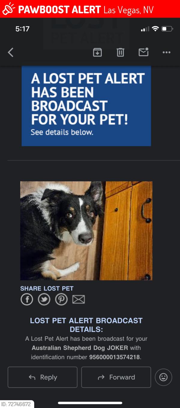 Lost Male Dog last seen Bonanza and Main St, Las Vegas, NV 89101