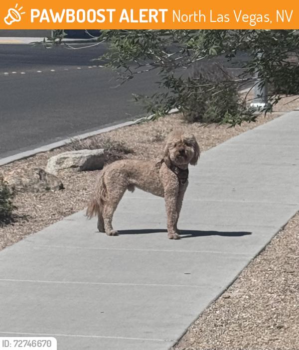 Found/Stray Male Dog last seen Valley and Lone Mountain , North Las Vegas, NV 89031
